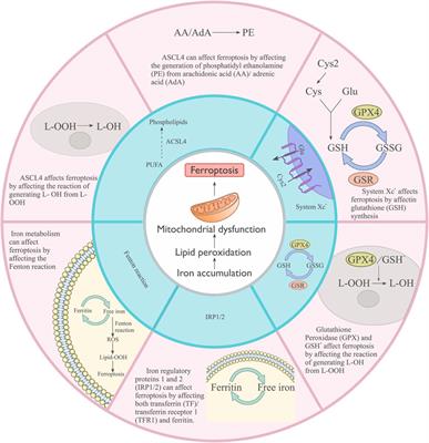 Hippo pathway in intestinal diseases: focusing on ferroptosis